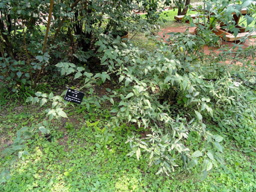 Cây Ngấy lá đay. Rubus corchorifolius L. f. - Cây Thuốc Nam Quanh Ta